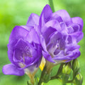 Lavender Freesia Flower seeds for Planting Pollinator Friendly, Heirloom & GMO Free Seeds for Home Garden seeds for planting