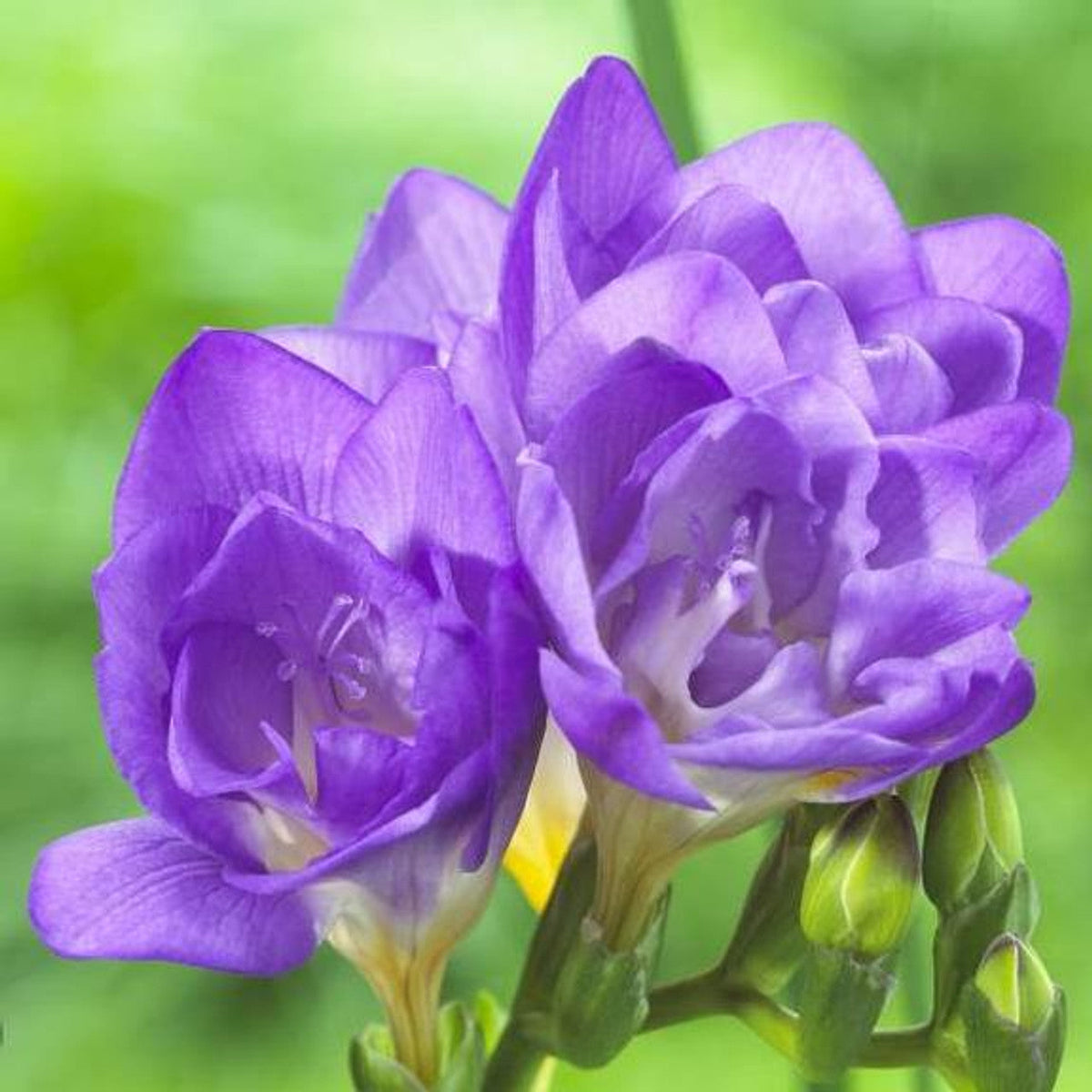 Lavender Freesia Flower seeds for Planting Pollinator Friendly, Heirloom & GMO Free Seeds for Home Garden seeds for planting