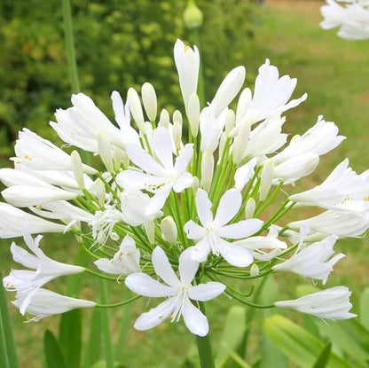 Agapanthus Flower seeds for Planting Premium Quality Heirloom & GMO Free Seeds for Home Garden
