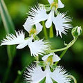 Dove Orchid Flower seeds for Planting Compact Growth, Heirloom & GMO Free Seeds for Home Garden seeds for planting