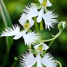 Dove Orchid Flower seeds for Planting Compact Growth, Heirloom & GMO Free Seeds for Home Garden seeds for planting