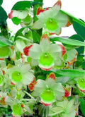 Green Phalaenopsis Flower seeds for Planting Drought Tolerant, Heirloom & GMO Free Seeds for Home Garden seeds for planting