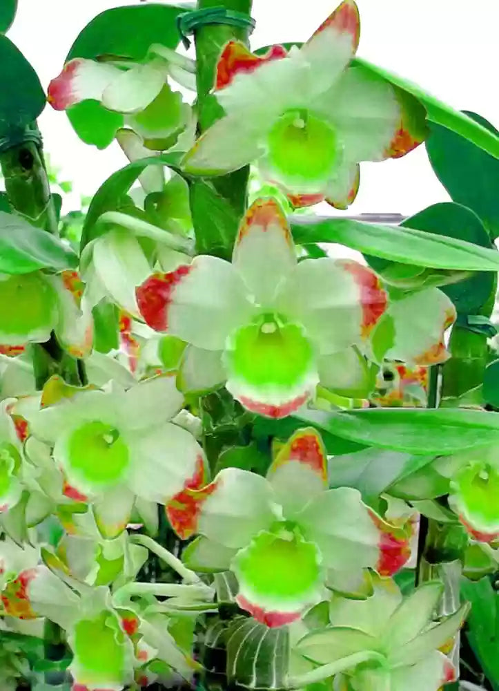Green Phalaenopsis Flower seeds for Planting Drought Tolerant, Heirloom & GMO Free Seeds for Home Garden seeds for planting