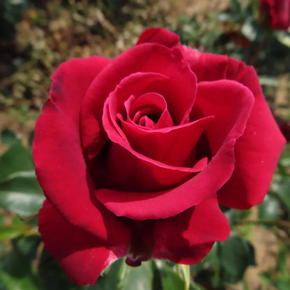 Rose Flower Seed Flower seeds for Planting Easy to Grow Heirloom & GMO Free Seeds for Home Garden
