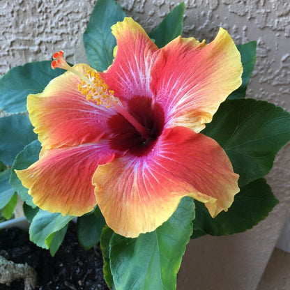 Black Yellow Hibiscus Flower seeds for Planting Easy to Grow Heirloom & GMO Free Seeds for Home Garden