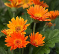 Orange Marguerite Flower seeds for Planting Fragrant Blossoms, Heirloom & GMO Free Seeds for Home Garden seeds for planting
