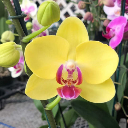 Orchid (Orchid Phalaenopsis) seeds for planting in home garden