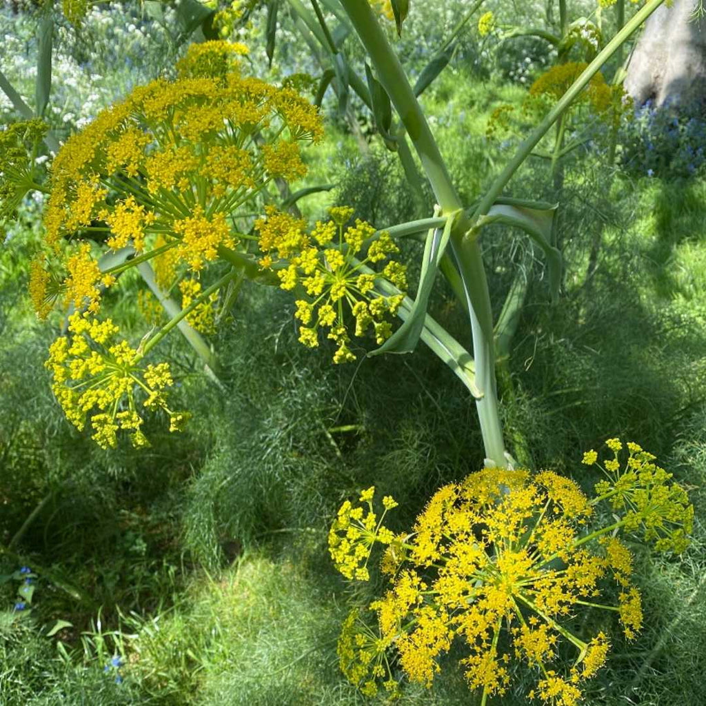 Fennel Flower seeds for Planting Pollinator Friendly, Heirloom & GMO Free Seeds for Home Garden seeds for planting