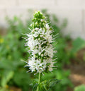 Mint Flower seeds for Planting Shade Tolerant Heirloom & GMO Free Seeds for Home Garden seeds for planting