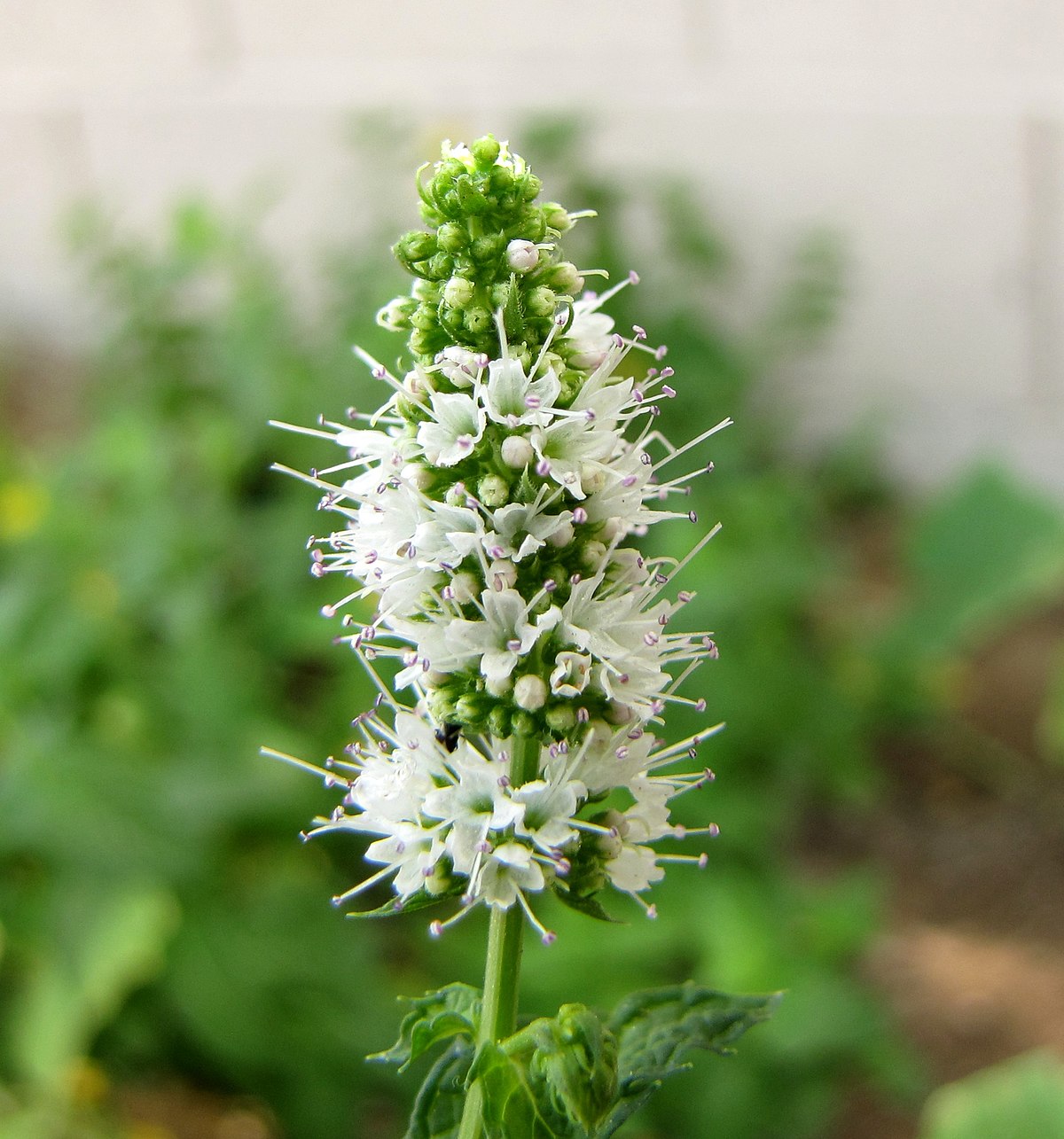 Mint Flower seeds for Planting Shade Tolerant Heirloom & GMO Free Seeds for Home Garden seeds for planting