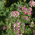 Crown Vetch Pink Flower seeds for Planting Vibrant Colors, Heirloom & GMO Free Seeds for Home Garden seeds for planting