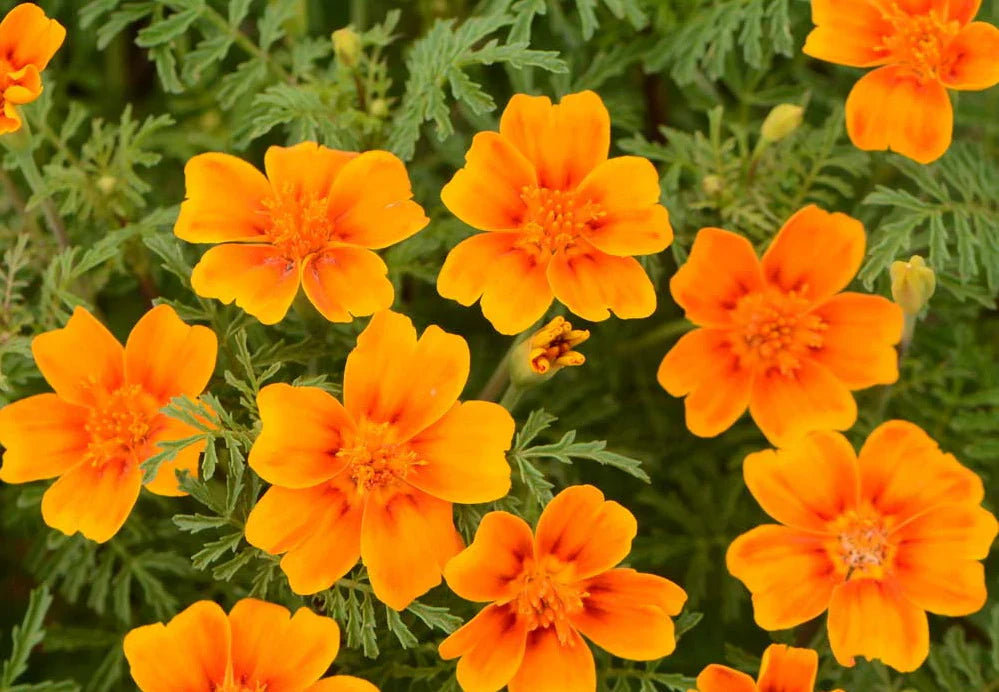 Yellow Signet Marigold Flower seeds for Planting Compact Growth, Heirloom & GMO Free Seeds for Home Garden seeds for planting