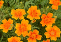 Yellow Signet Marigold Flower seeds for Planting Compact Growth, Heirloom & GMO Free Seeds for Home Garden seeds for planting