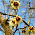 Chimonanthus Wintersweet Flower seeds for Planting Shade Tolerant Heirloom & GMO Free Seeds for Home Garden seeds for planting