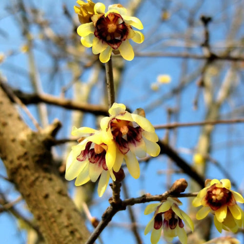 Chimonanthus Wintersweet Flower seeds for Planting Shade Tolerant Heirloom & GMO Free Seeds for Home Garden seeds for planting