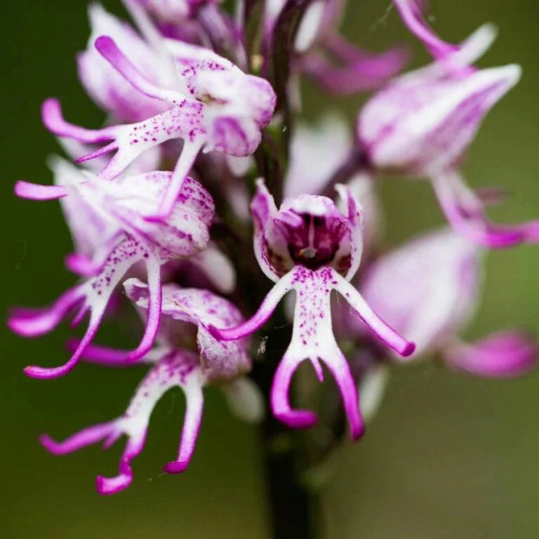 Premium Purple Naked Man Orchid Flower seeds for Planting Perfect for Borders, Heirloom & GMO Free Seeds for Home Garden seeds