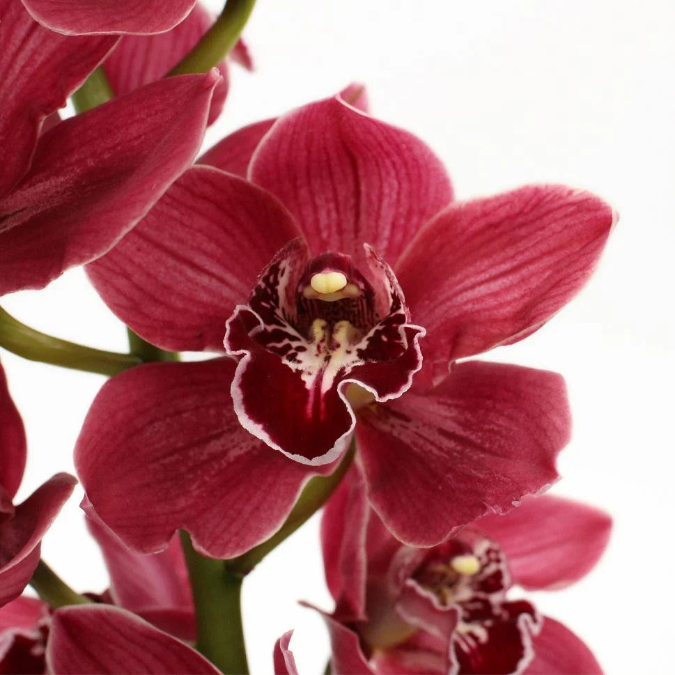 Cymbidium Flower seeds for Planting Hardy Variety Heirloom & GMO Free Seeds for Home Garden