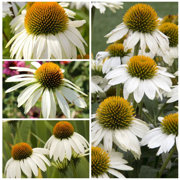 White Echinacea Flower seeds for Planting Vibrant Colors Heirloom & GMO Free Seeds for Home Garden