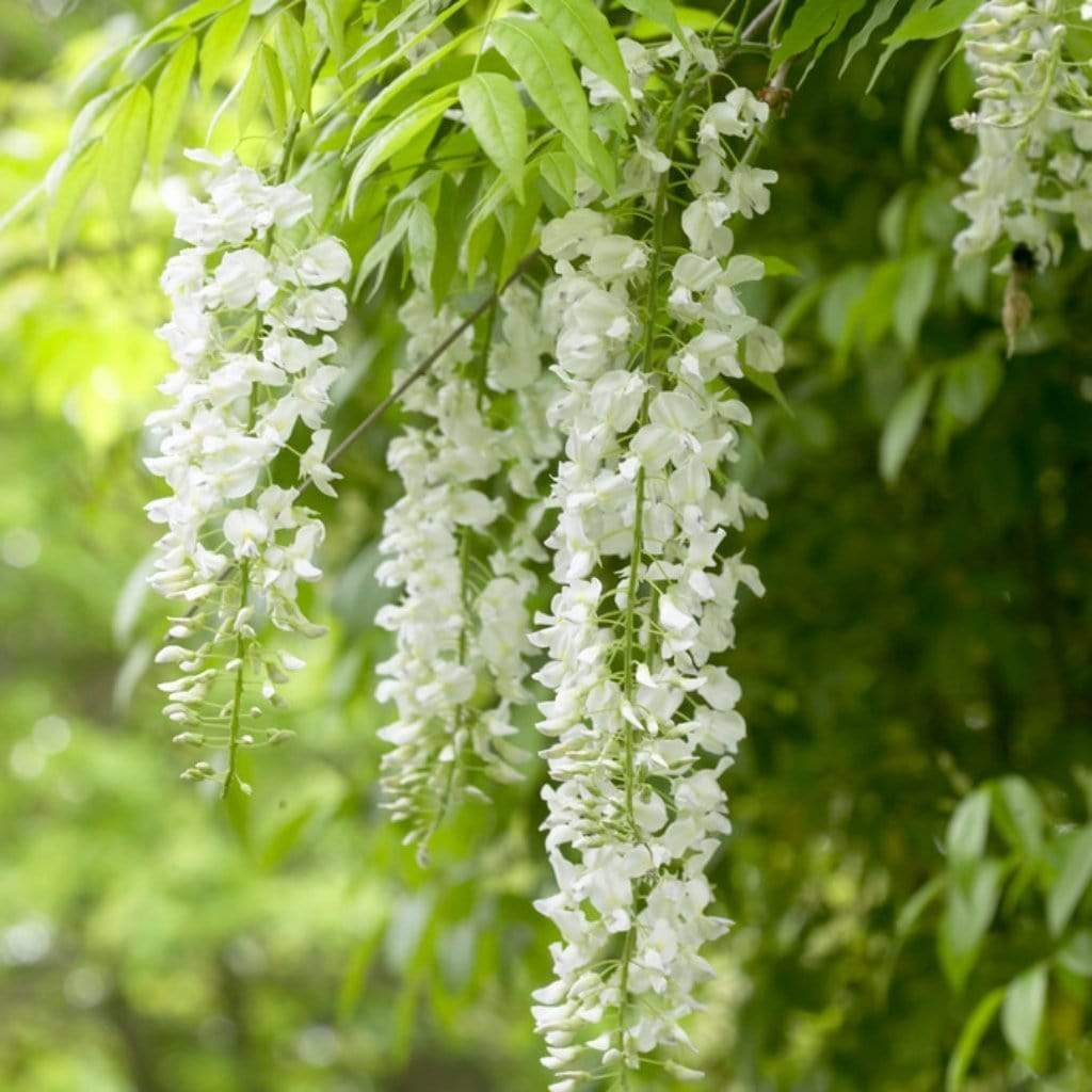 High quality White Wisteria Flower seeds for Planting Cottage Garden Essential, Heirloom & GMO Free Seeds for Home Garden seeds pack
