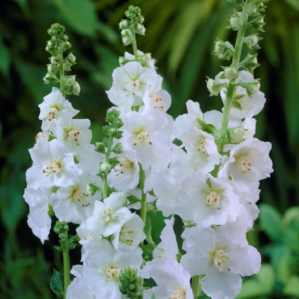 Premium White Checkermallow Flower seeds for Planting Long Bloom Season, Heirloom & GMO Free Seeds for Home Garden seeds