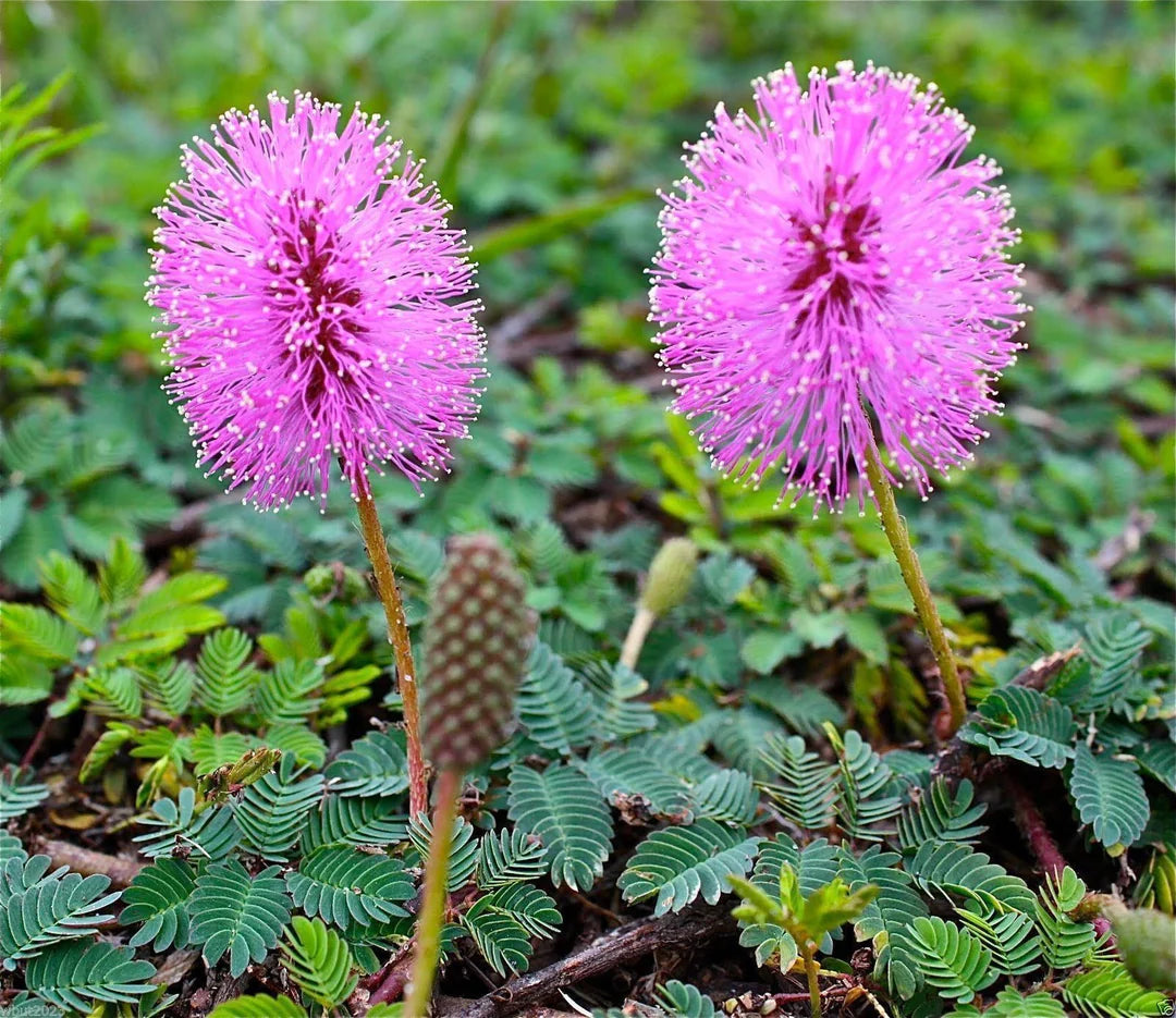 Heirloom Mimosa Pudica Flower seeds for Planting Perfect for Borders Heirloom & GMO Free Seeds for Home Garden