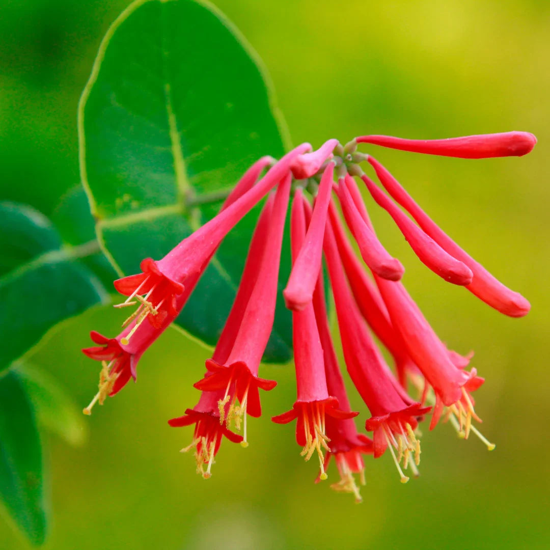 Honeysuckle Flower seeds for Planting - Drought Tolerant, Heirloom & GMO Free Seeds for Home Garden