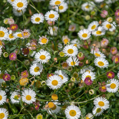 Santa Barbara Flower seeds for Planting, Garden Favorite Heirloom & GMO Free Seeds for Home Garden