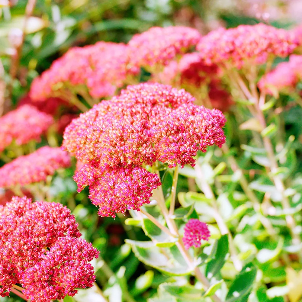 Sedum Flower seeds for Planting, Bright Blooms Heirloom & GMO Free Seeds for Home Garden