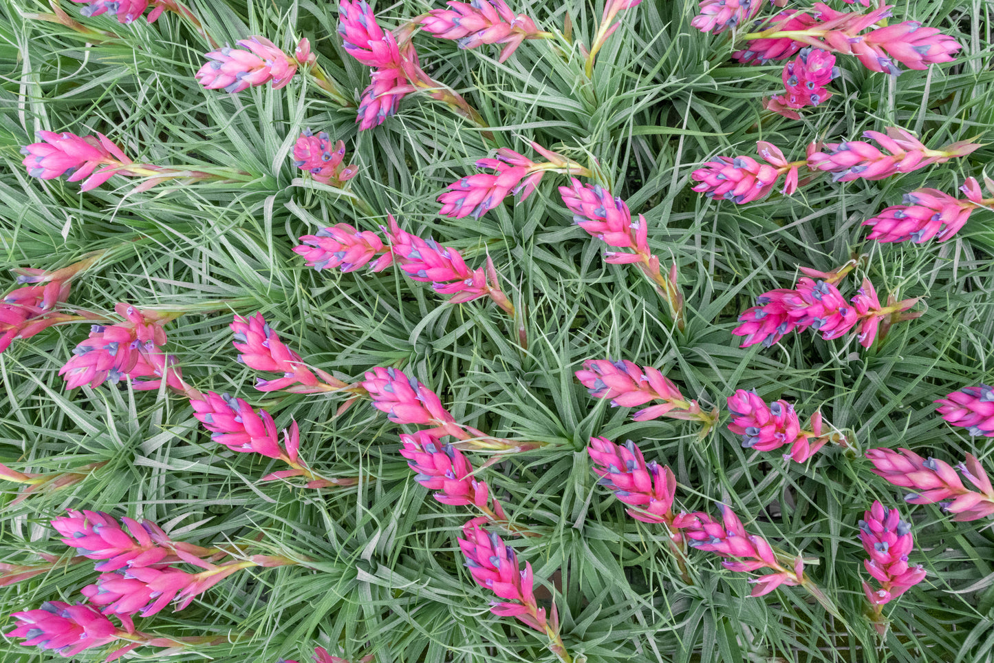 Planting Seeds For Pink Green Airplants - Vibrant & Unique