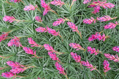 Planting Seeds For Pink Green Airplants - Vibrant & Unique