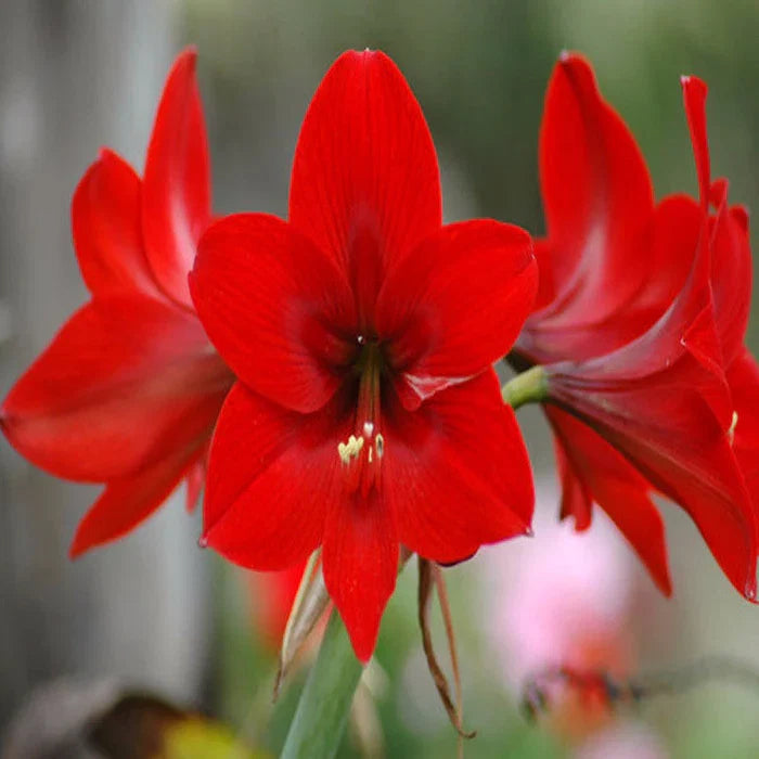 Amaryllis Flower seeds for Planting - Colorful Display, Heirloom & GMO Free Seeds for Home Garden