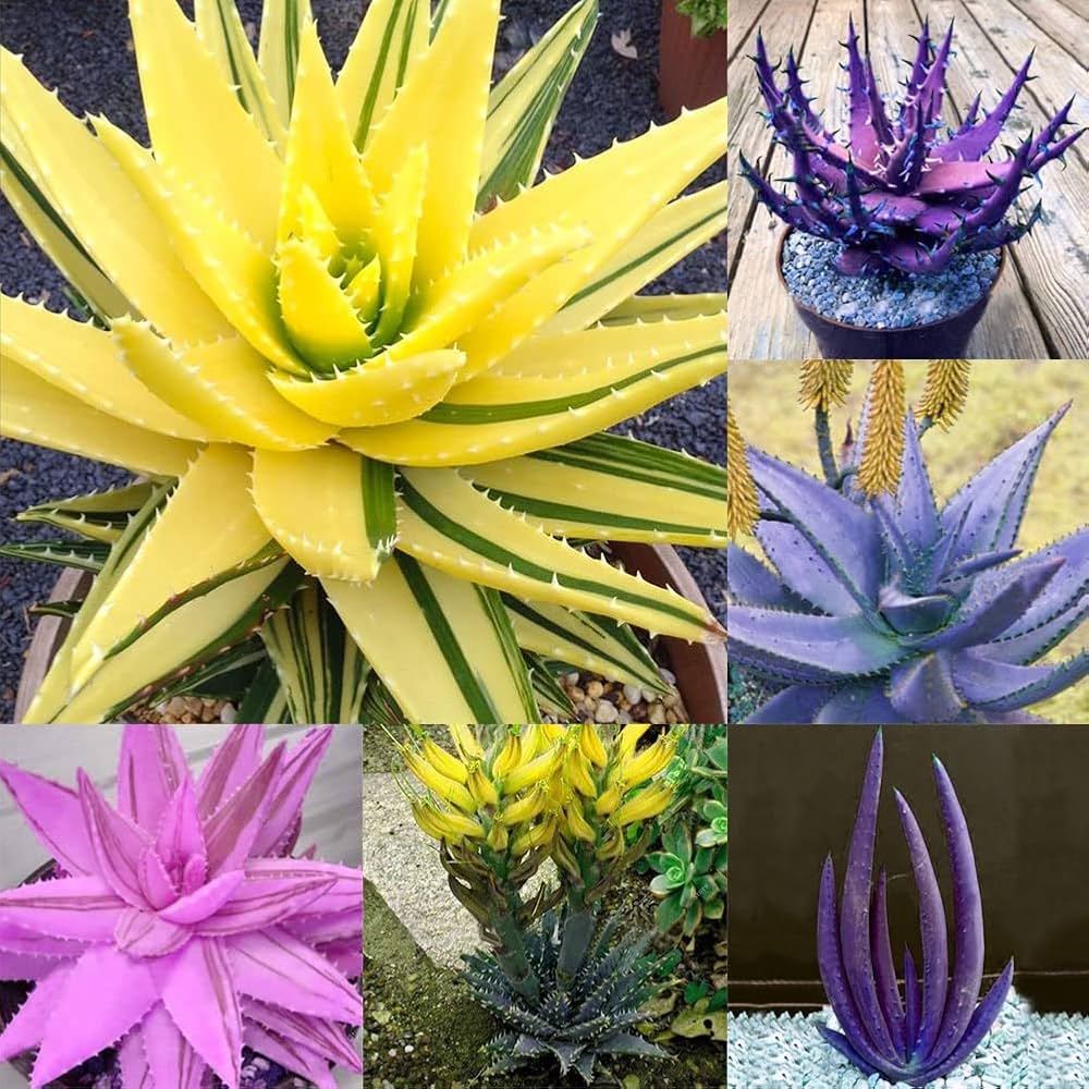 Yellow Edible Aloe Vera Plant Seeds For Easy Planting Seeds