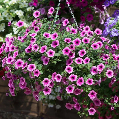 Heirloom Surfinia Flower seeds for Planting Sun Loving Heirloom & GMO Free Seeds for Home Garden