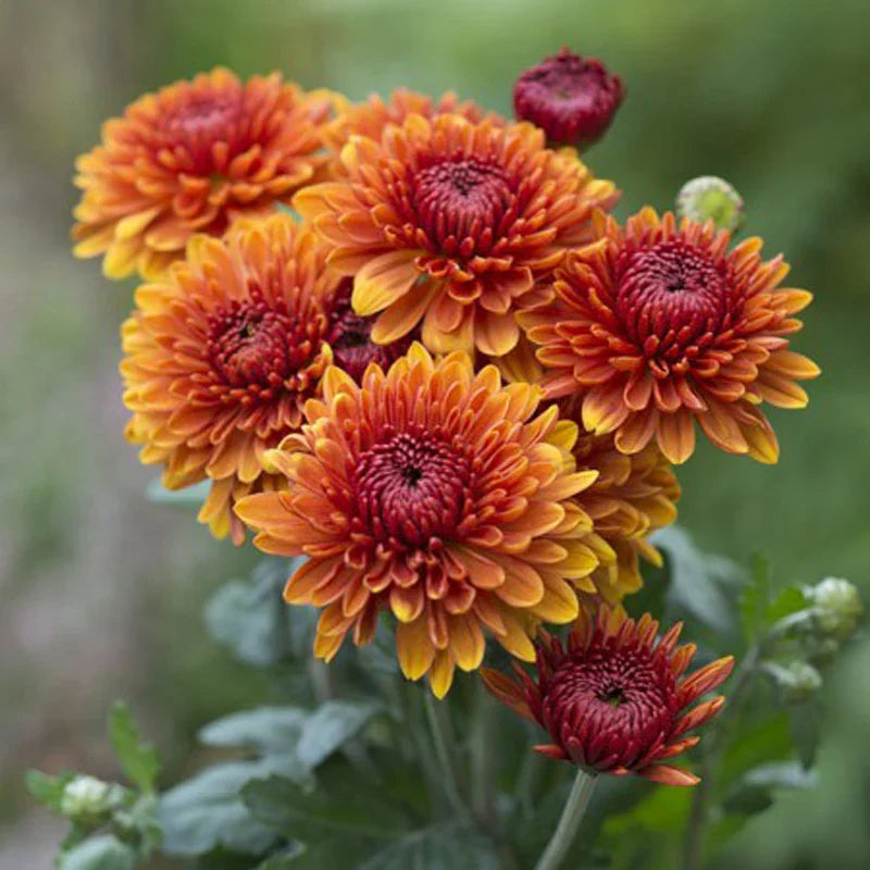 Yellow Red Chrysanthemum Flower seeds for Planting Bright Blooms, Heirloom & GMO Free Seeds for Home Garden vegetable and garden seeds