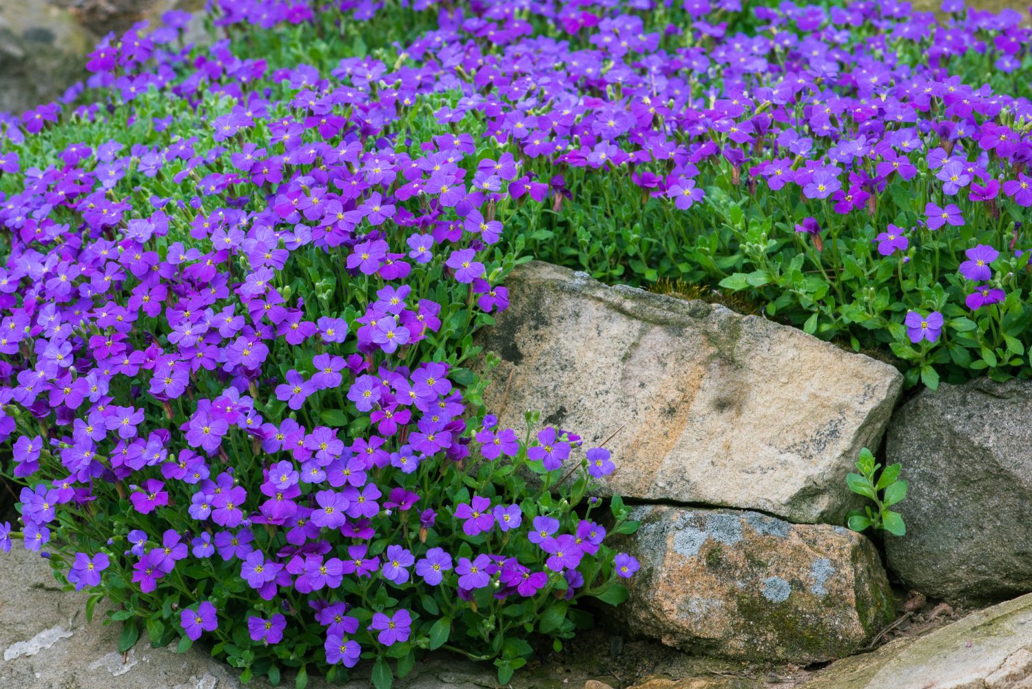 Violet Aubrieta Flower Seeds For Easy Planting
