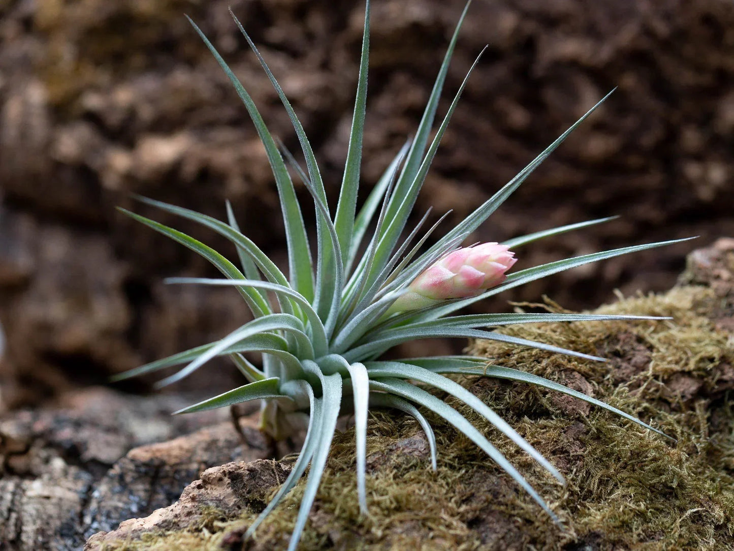 Mixed Airplant Seeds For Planting - Discover Unique And Beautiful Airplants