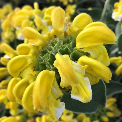 Jerusalem Sage Yellow Flower seeds for Planting - Drought Tolerant, Heirloom & GMO Free Seeds for Home Garden