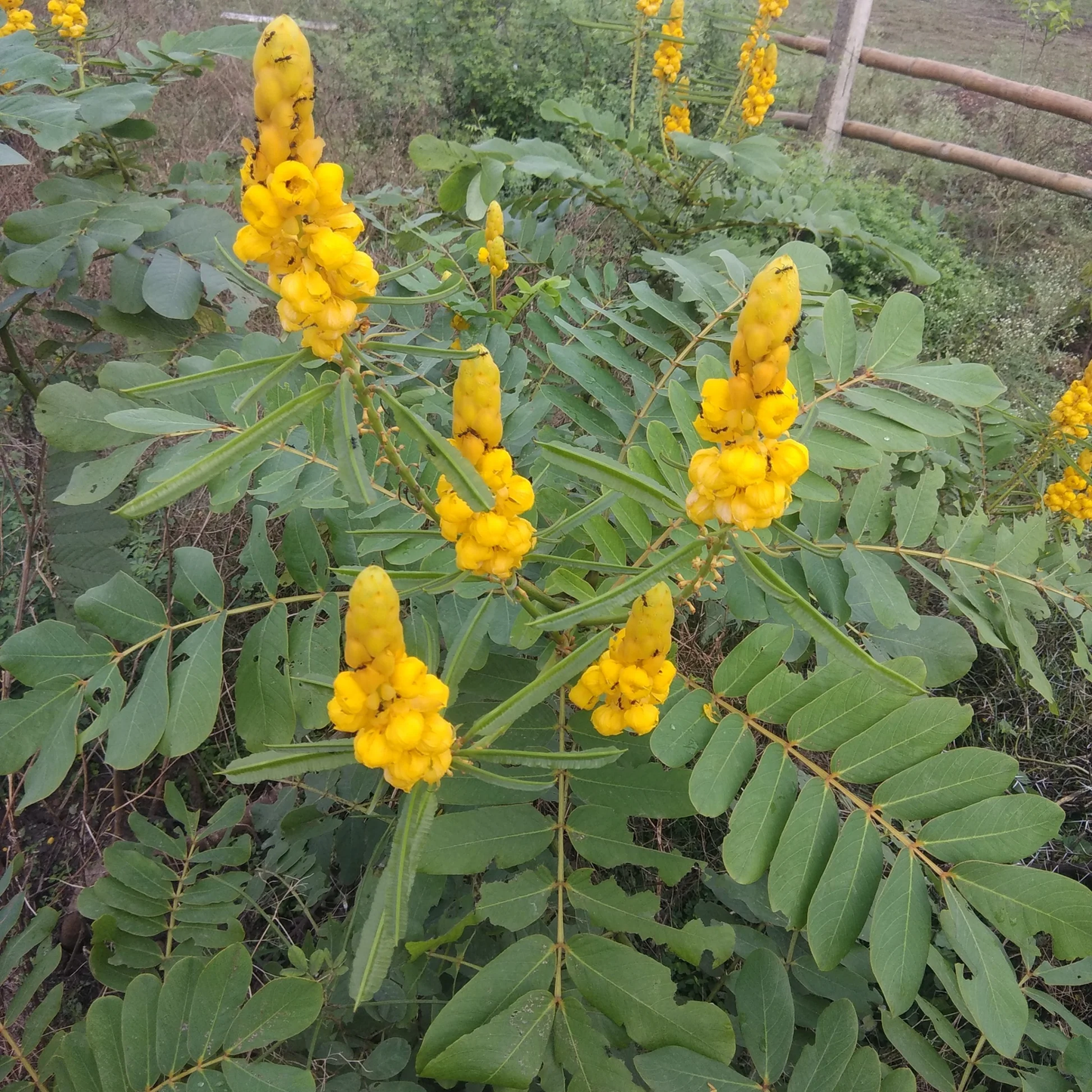 Senna Alata Flower seeds for Planting, Perfect for Borders Heirloom & GMO Free Seeds for Home Garden