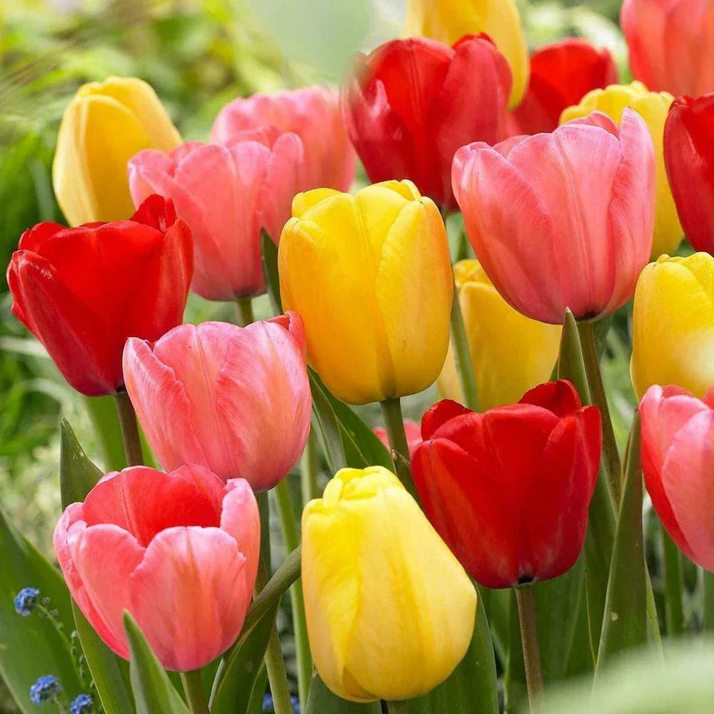 Tulip Flower seeds for Planting, Colorful Display Heirloom & GMO Free Seeds for Home Garden