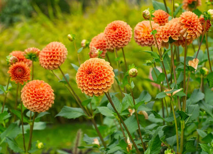 Orange Dahlia Flower Seeds for Planting