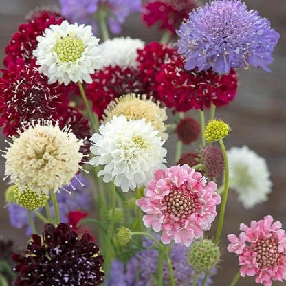 Heirloom Scabiosa Flower seeds for Planting Bright Blooms Heirloom & GMO Free Seeds for Home Garden
