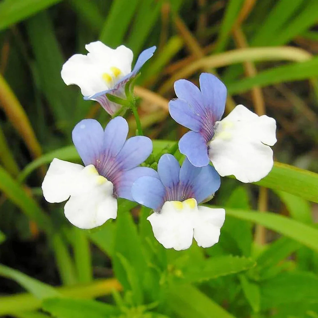 Nemesia Strumosa Flower seeds for Planting Cottage Garden Essential Heirloom & GMO Free Seeds for Home Garden vegetable and garden seeds