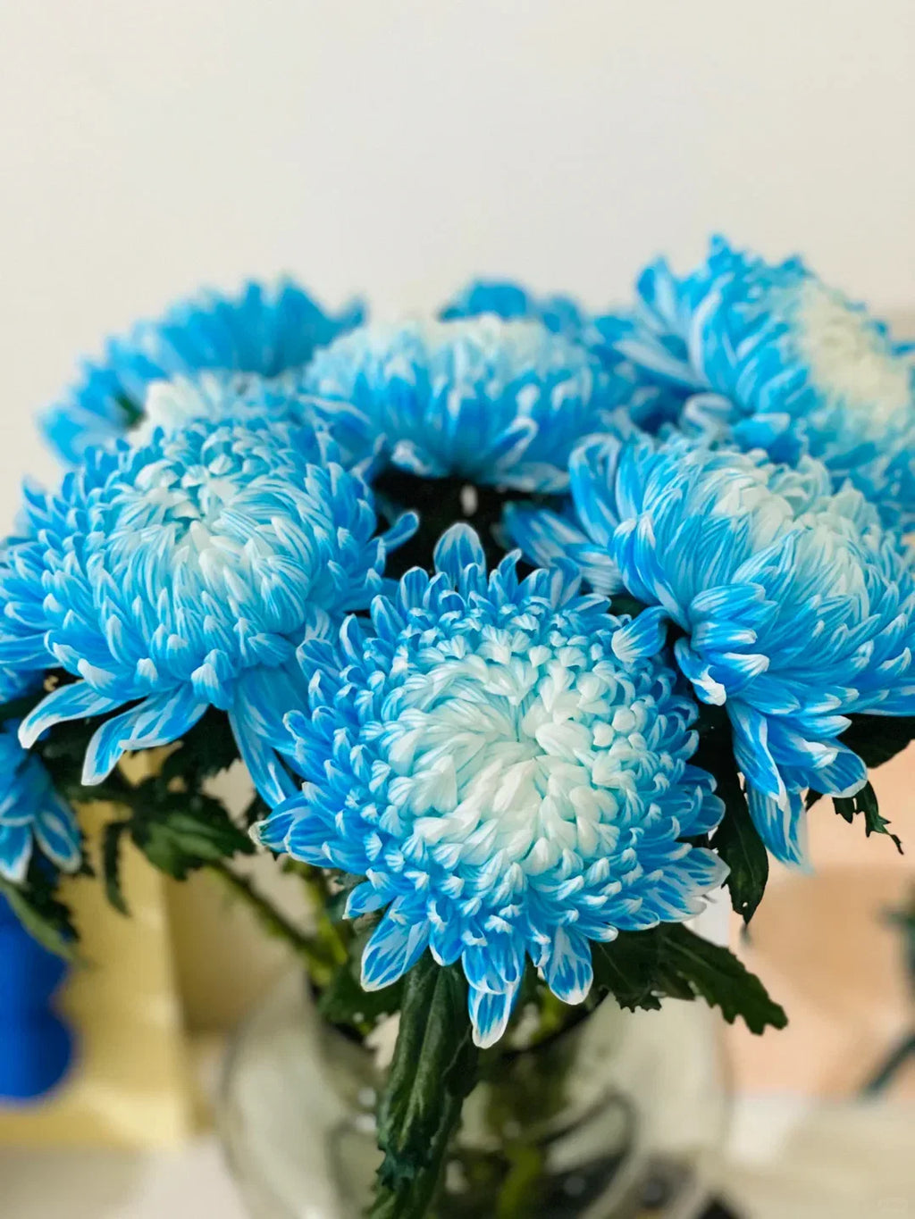 Sky Blue White Chrysanthemum Flower seeds for Planting Wildflower Mix, Heirloom & GMO Free Seeds for Home Garden vegetable and garden seeds