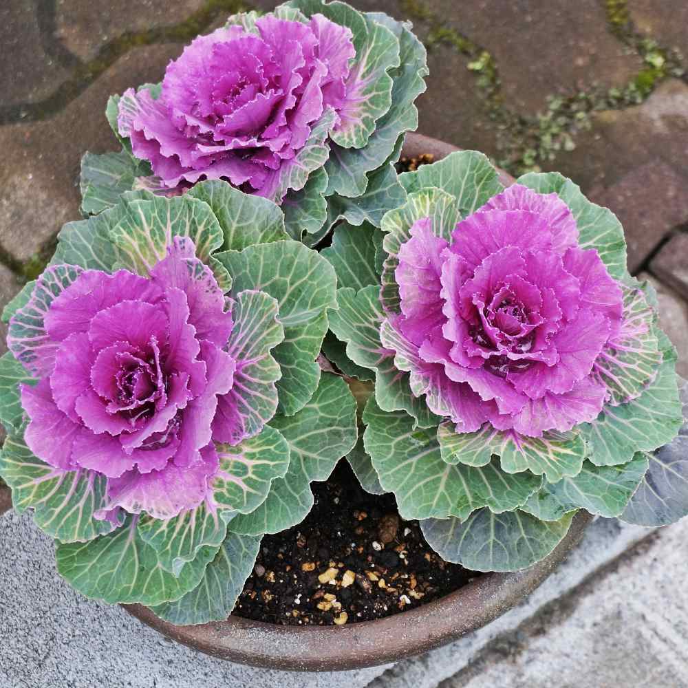 Violet Kale Seeds For Planting - Nutritious Brassica Oleracea Vegetable