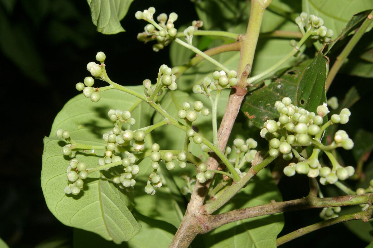 Parthenocissus Tricuspidata Flower seeds for Planting Cottage Garden Essential Heirloom & GMO Free Seeds for Home Garden