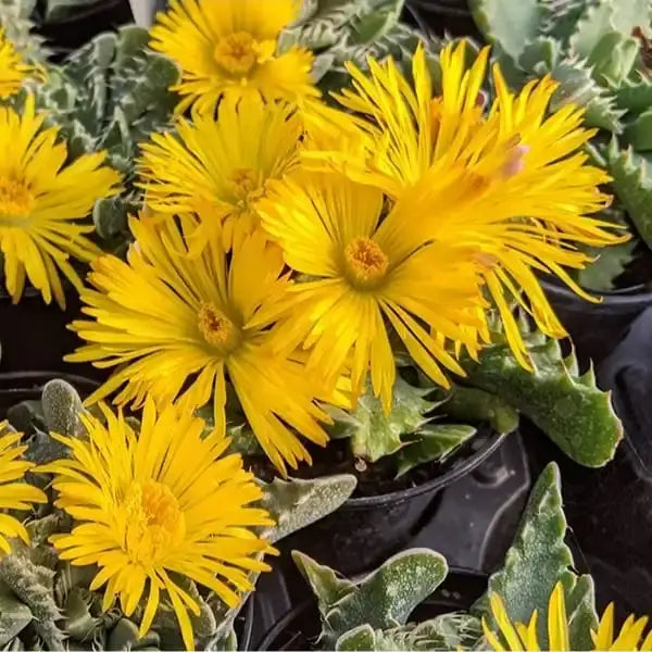 Yellow Faucaria Tigrina Flower seeds for Planting Long Bloom Season, Heirloom & GMO Free Seeds for Home Garden vegetable and garden seeds