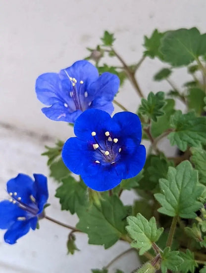 Heirloom Campanularia Flower seeds for Planting Seasonal Bloomer Heirloom & GMO Free Seeds for Home Garden