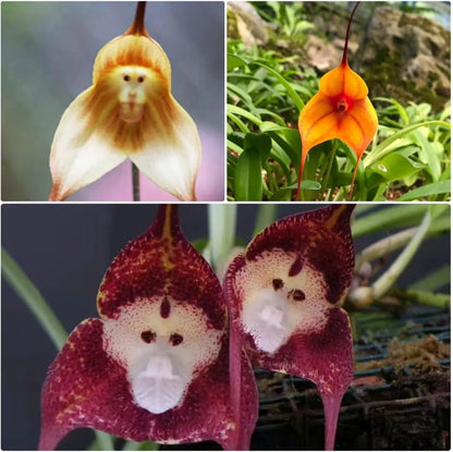 Potted Peru Monkey Face Orchid Seeds Flower seeds for Planting Drought Tolerant Heirloom & GMO Free Seeds for Home Garden