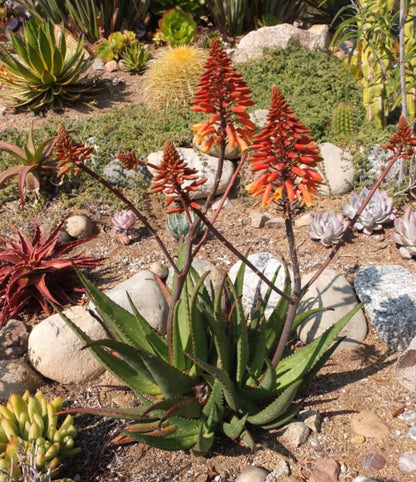 Mixed Aloe Vera Flower seeds for Planting - Cottage Garden Essential, Heirloom & GMO Free Seeds for Home Garden