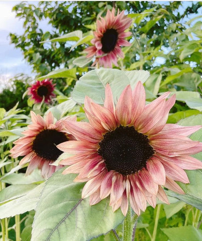 Cherry Rose SunFlower seeds for Planting Perfect for Borders Heirloom & GMO Free Seeds for Home Garden